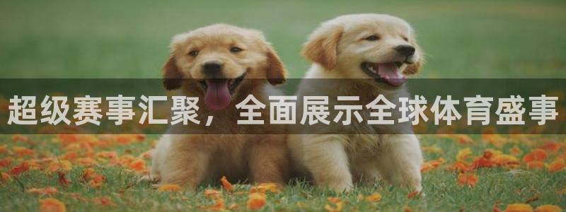 超级赛事汇聚，全面展示全球体育盛事