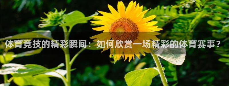 体育竞技的精彩瞬间：如何欣赏一场精彩的体育赛事？
